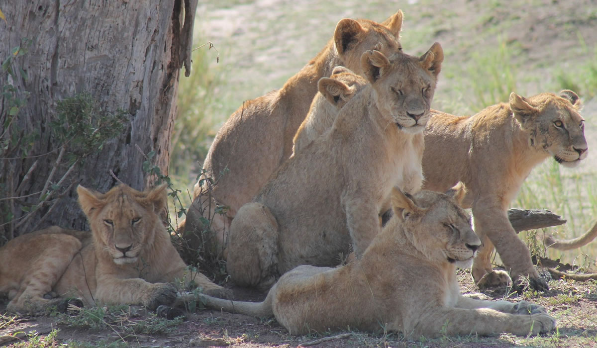 7 Days Serengeti Honeymoon Safari Experience