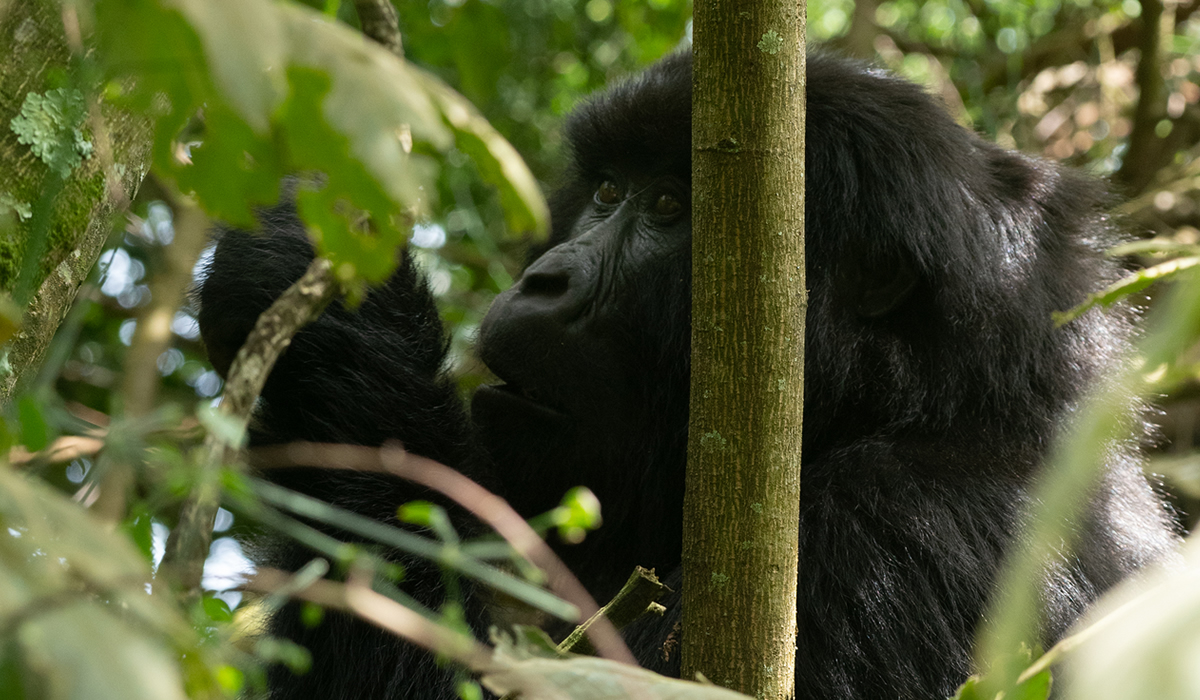 3 Days Bwindi Gorilla Trekking Safari
