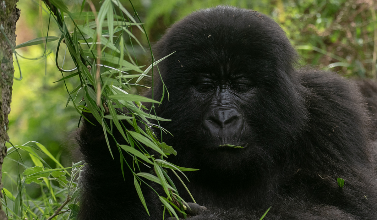 5 Days Gorilla Trekking Safari in Uganda