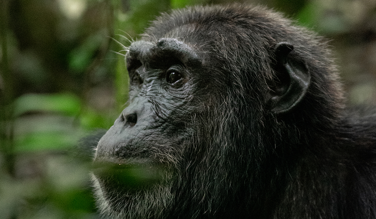 6 Days Uganda Chimpanzee and Gorilla Tracking Safari