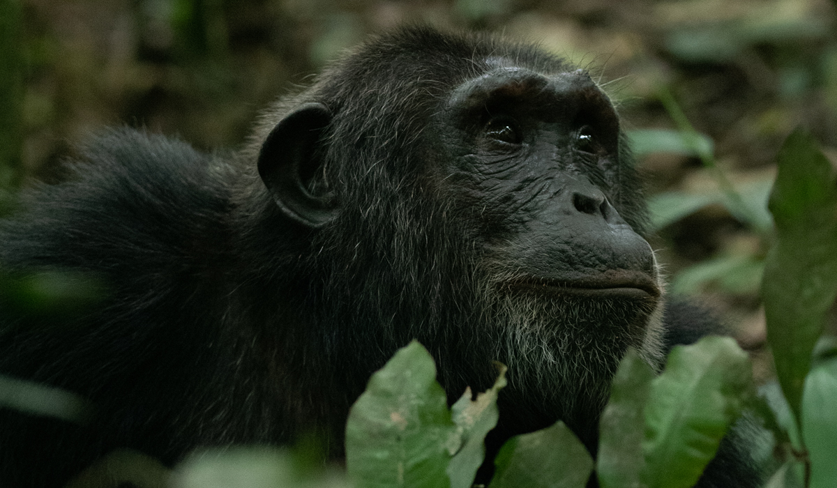 5 Days Uganda Chimpanzee and Gorilla Trekking Tour
