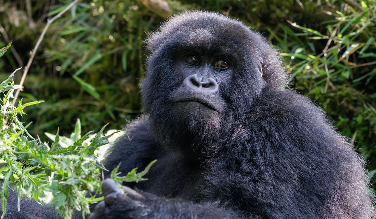 5 Days Rwanda Gorilla Trekking Safari