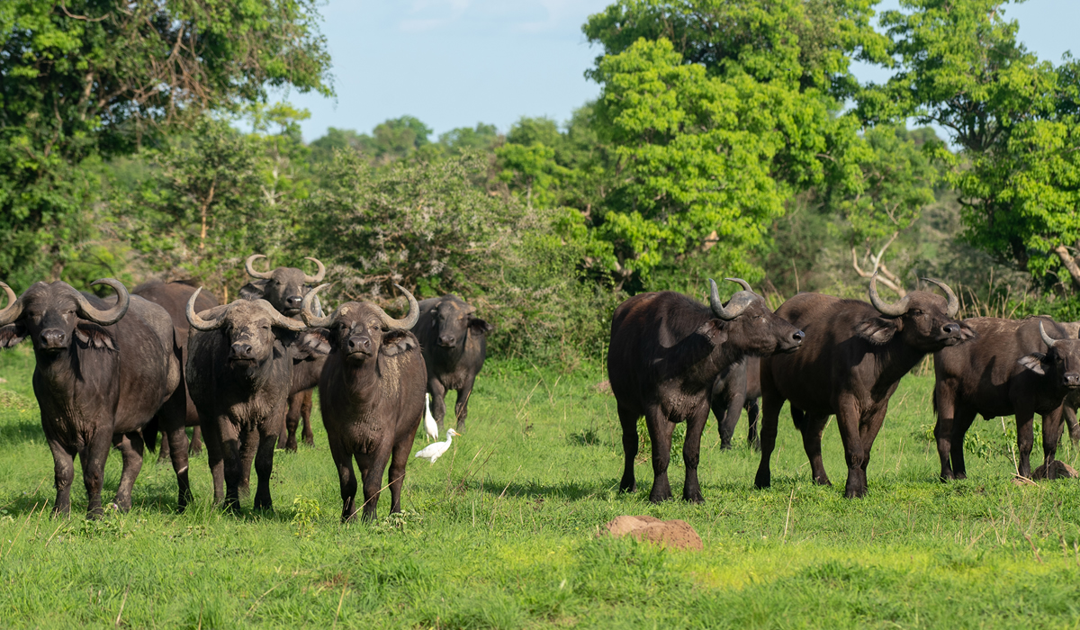 11 Days Best of Uganda Safari