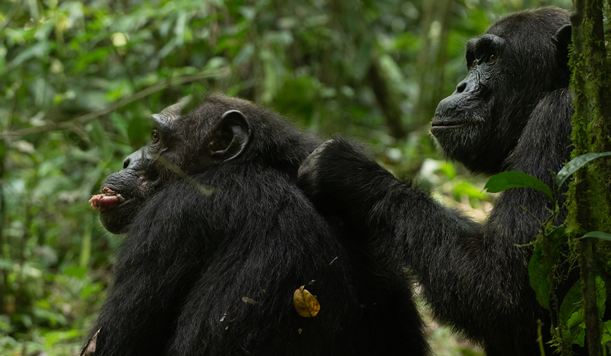 4 Days Uganda Primate Tracking Safari