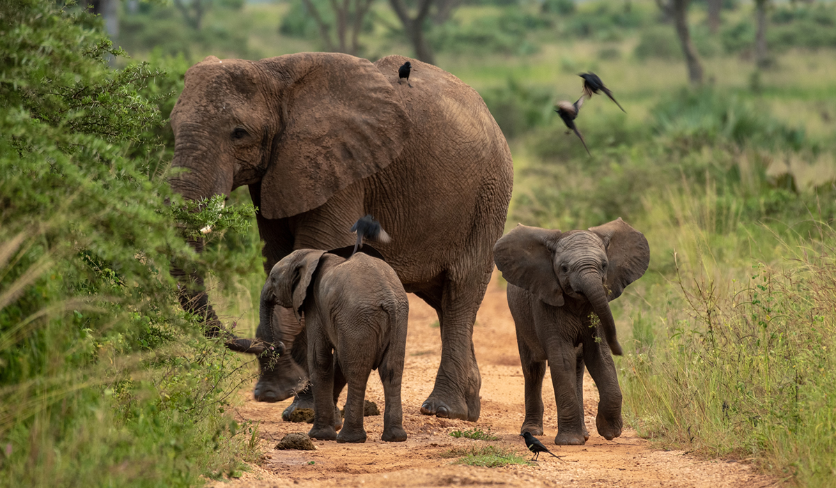 4 Days Murchison Falls National Park Tour