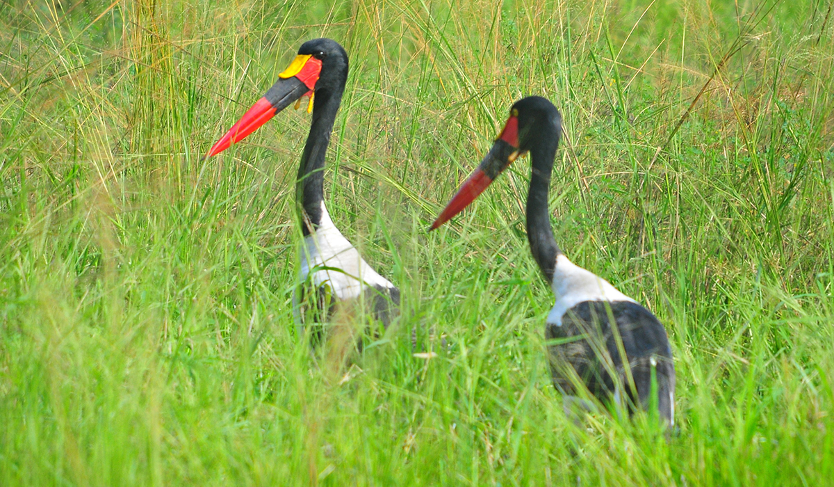 16 Days Bird Watching in Tanzania