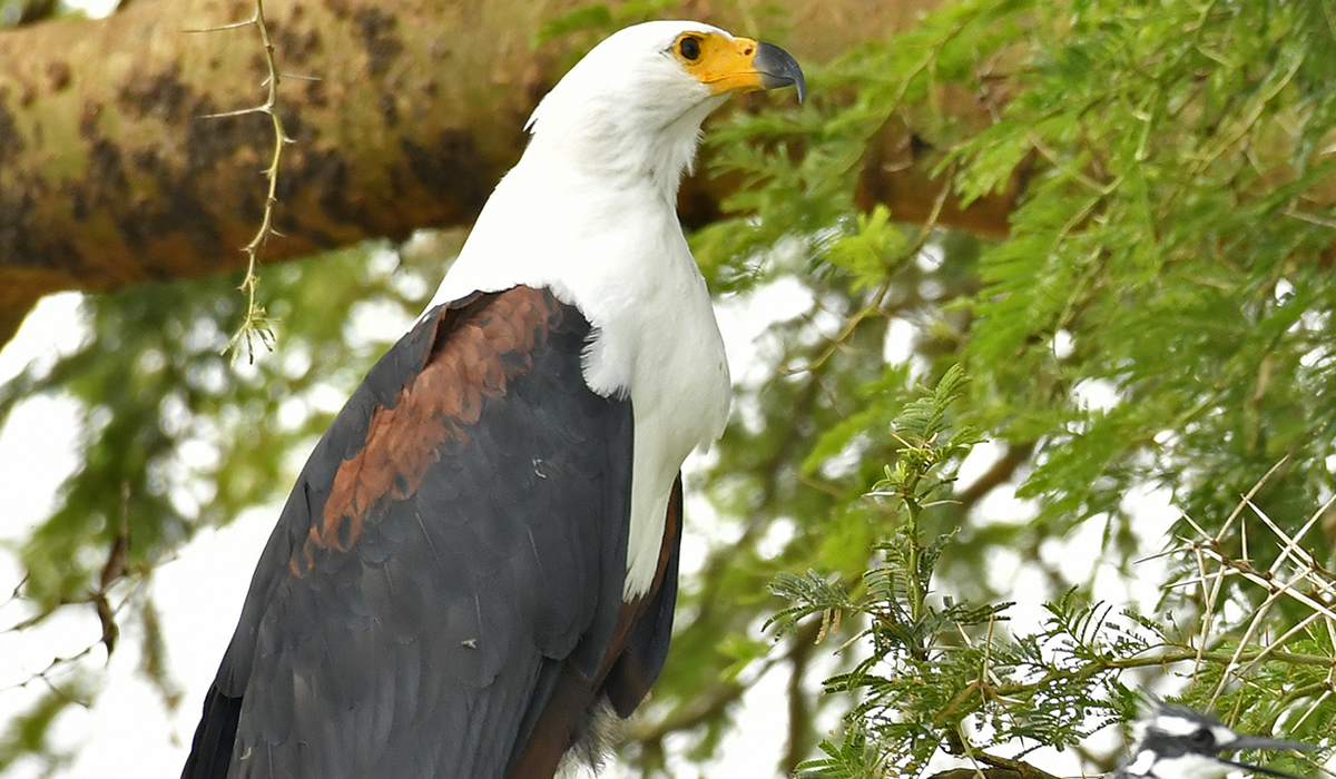 10 Days Kenya Bird Watching Safari