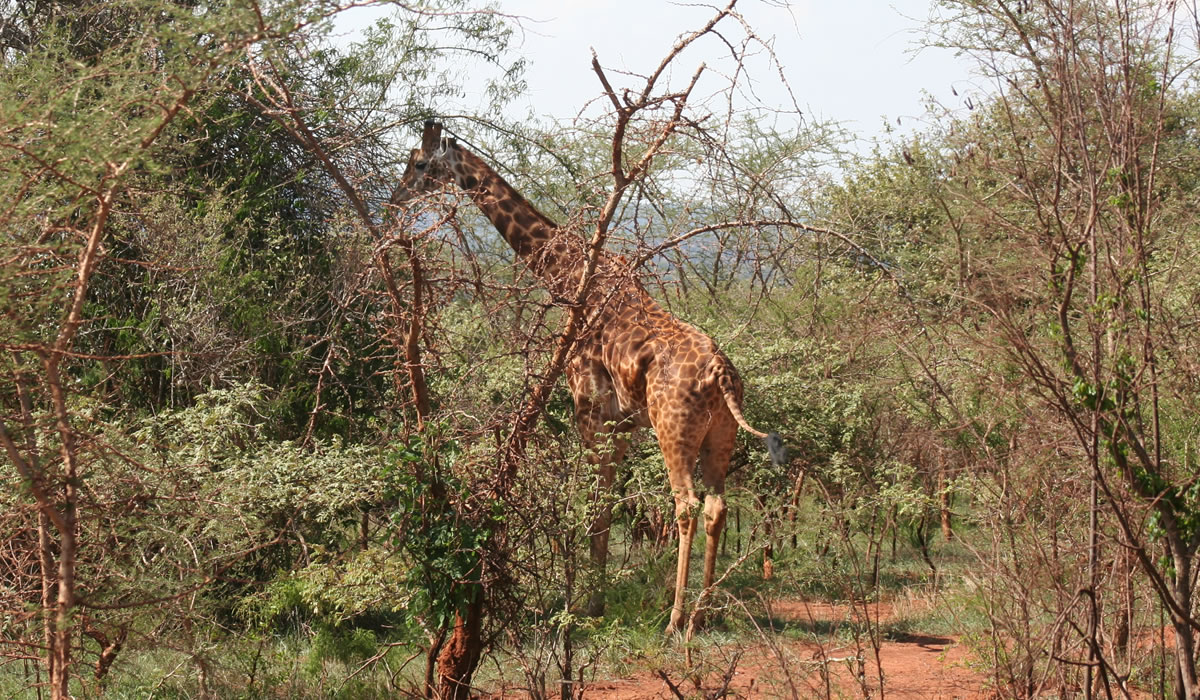 2 Days Akagera National Park Tour