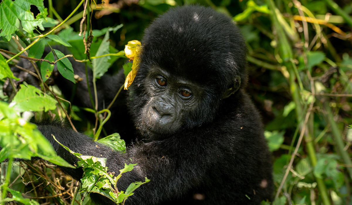 Gorilla Trekking in Uganda vs Rwanda