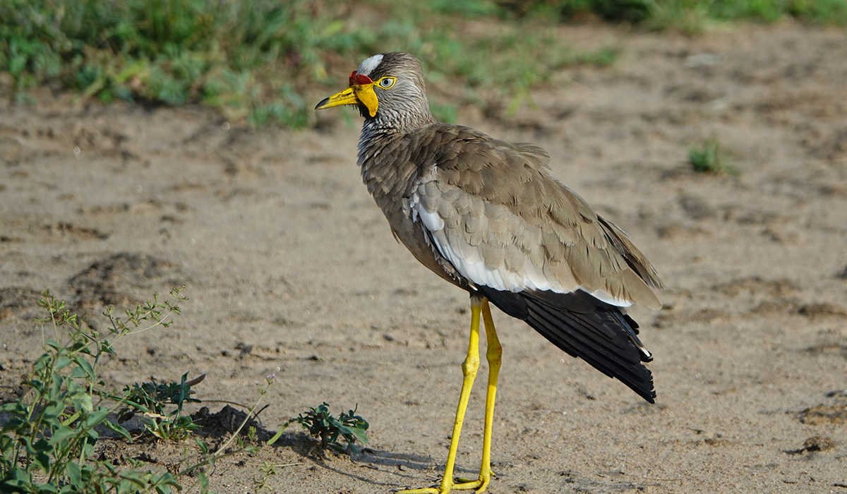 11 Days Bird Watching Trip in Uganda