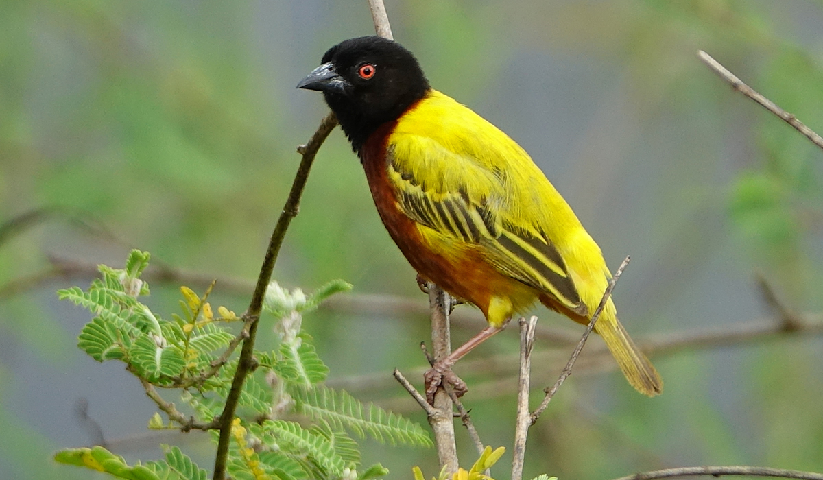 10 Days Birding Safari in Rwanda