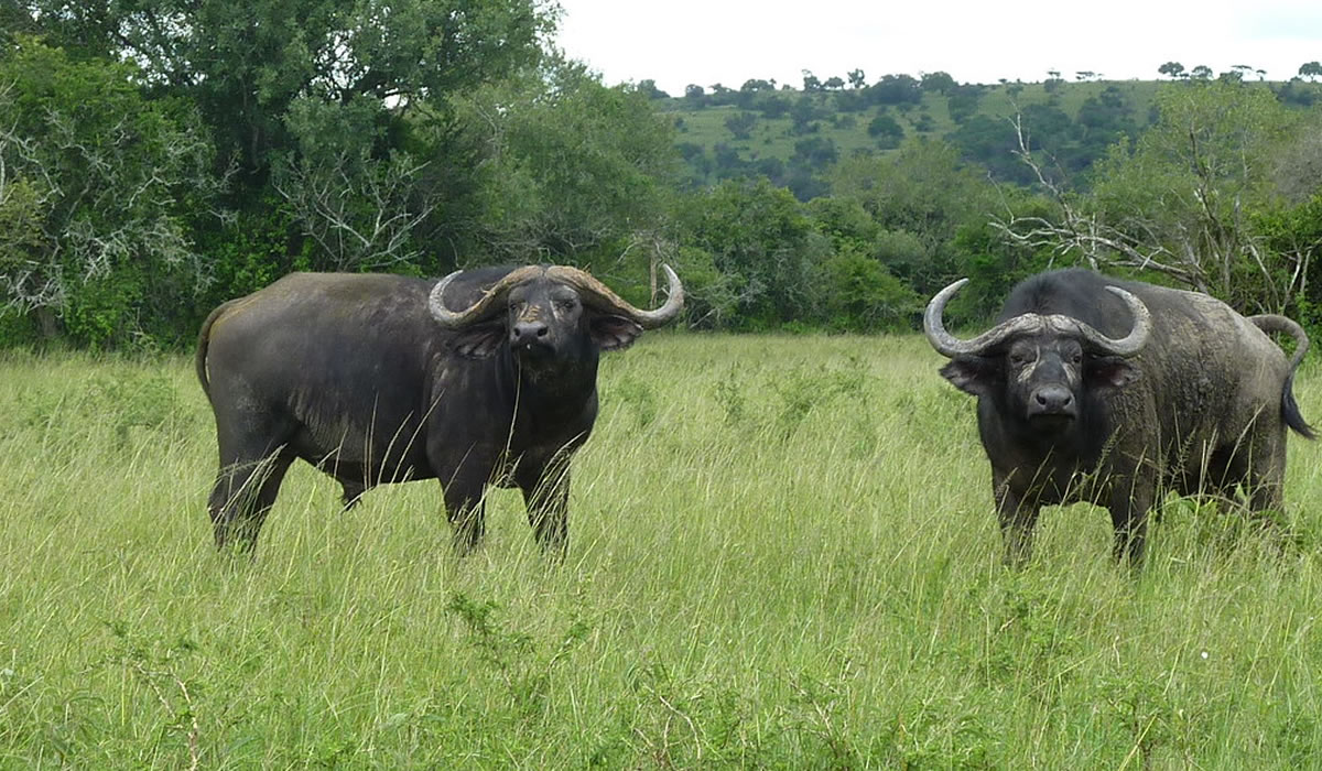 6 Days Rwanda Big 5 and Gorilla Trekking Safari