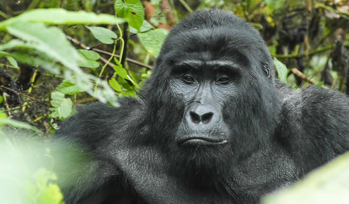 2 Days Gorilla Trekking Safari in Uganda via Kigali