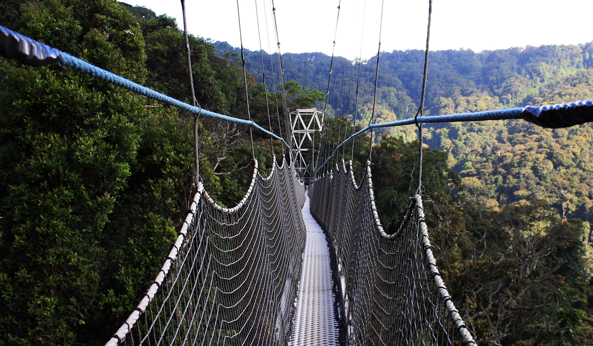 Canopy Walk in Rwanda