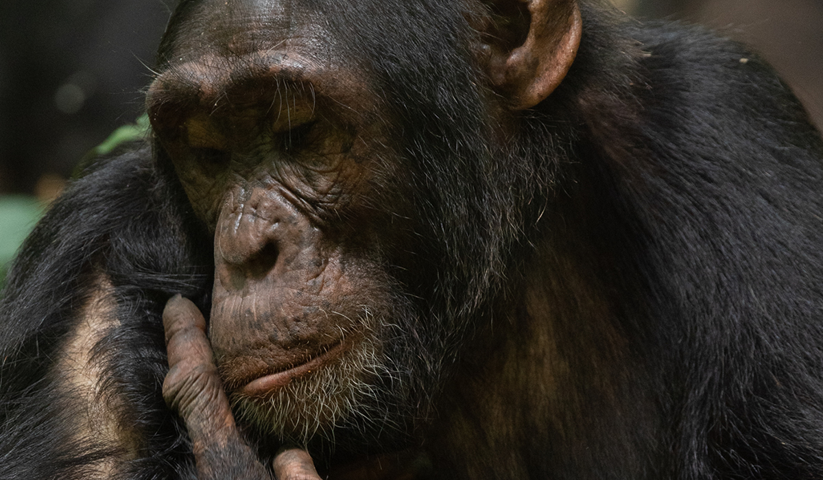 7 Days Uganda Chimpanzee and Gorilla Habituation Experience