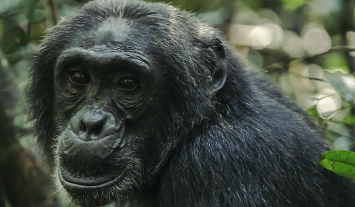 1 Day Chimpanzee Tracking at Budongo Forest