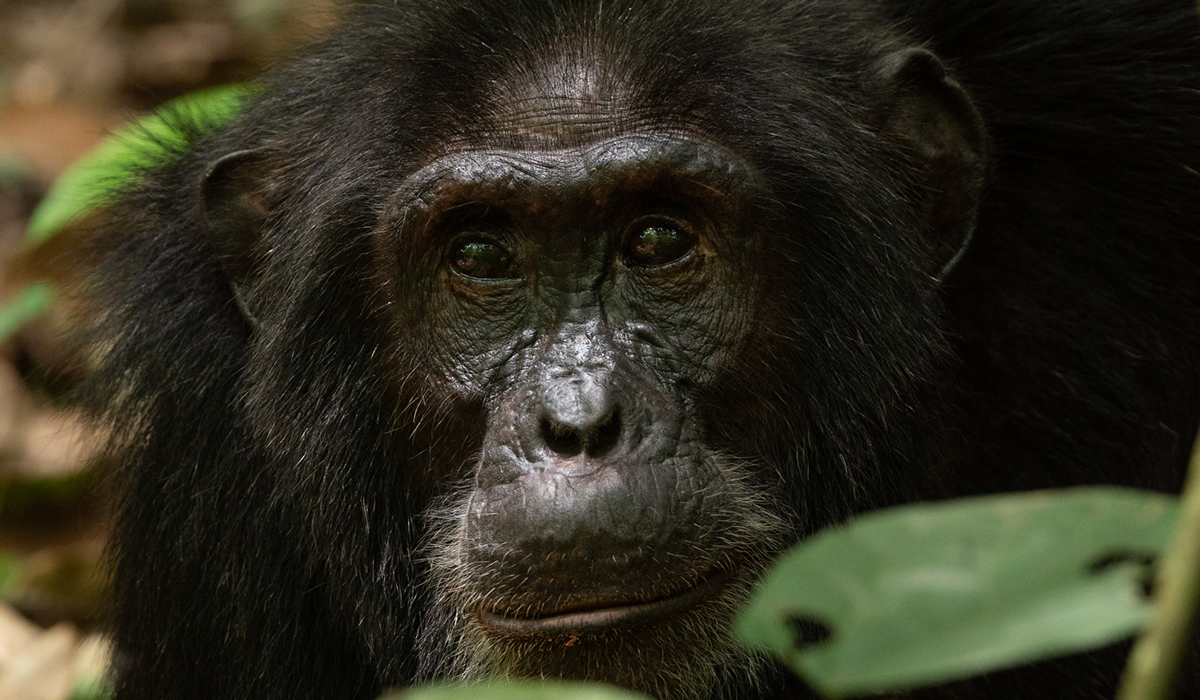 Tour Activities in Kibale National Park