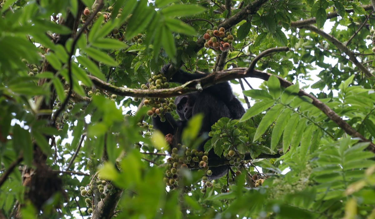 7 Days Primate Safari in Uganda and Rwanda