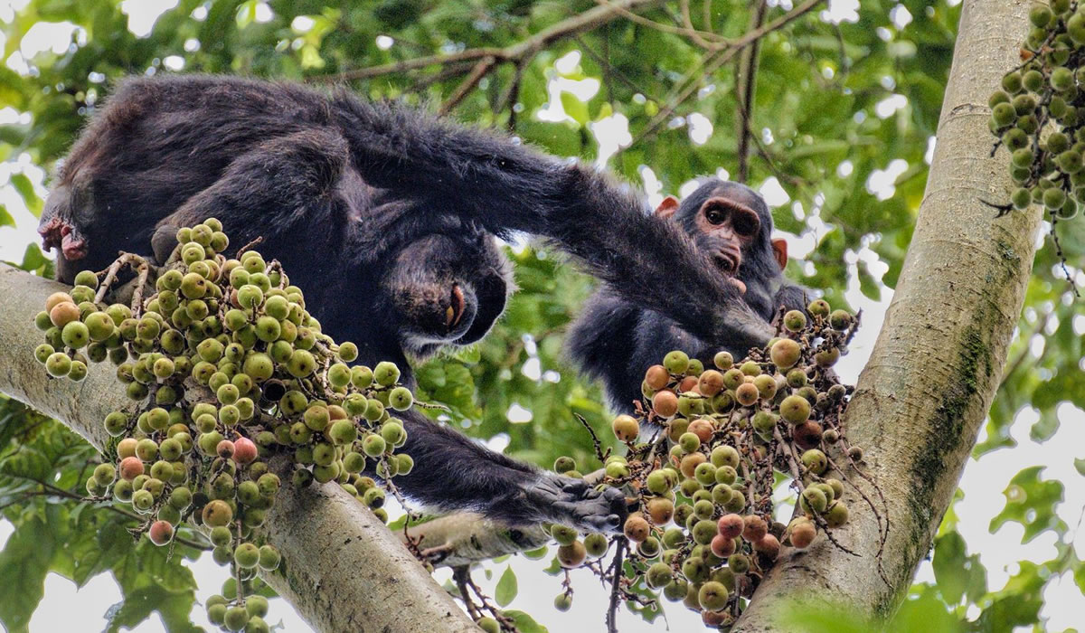 3 Days Primate Tour in Nyungwe National Park