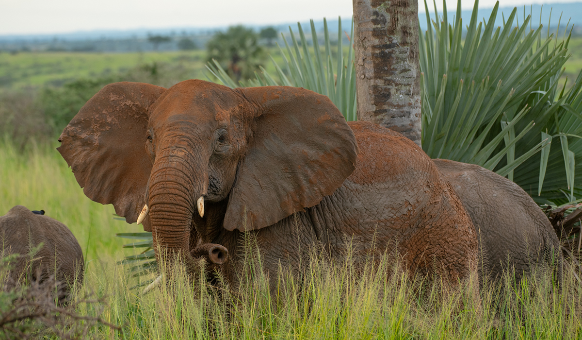 12 Days Uganda Wildlife Safari Adventure