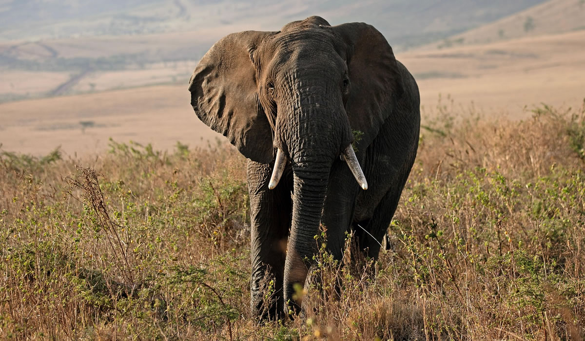 6 Day Northern Tanzania Honeymoon Safari