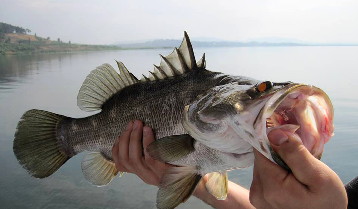 Sport Fishing in Uganda