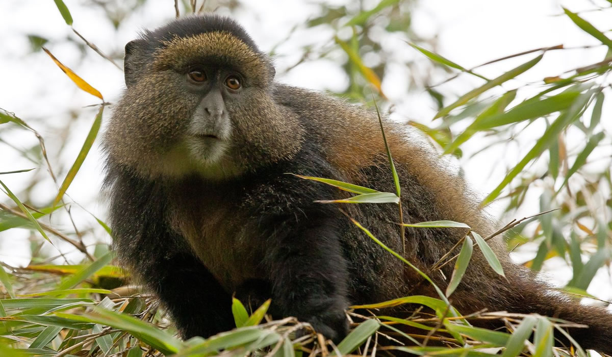 4 Days Rwanda Gorilla and Golden Monkey Trekking Safari
