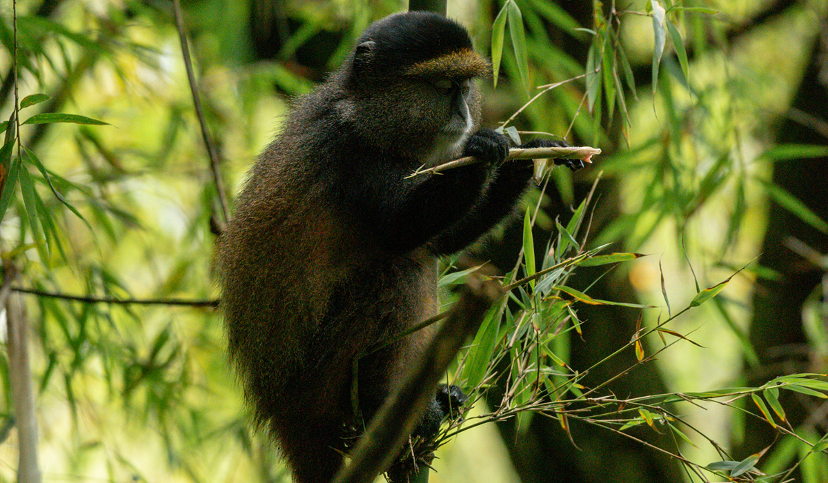Golden Monkey Tracking in Rwanda
