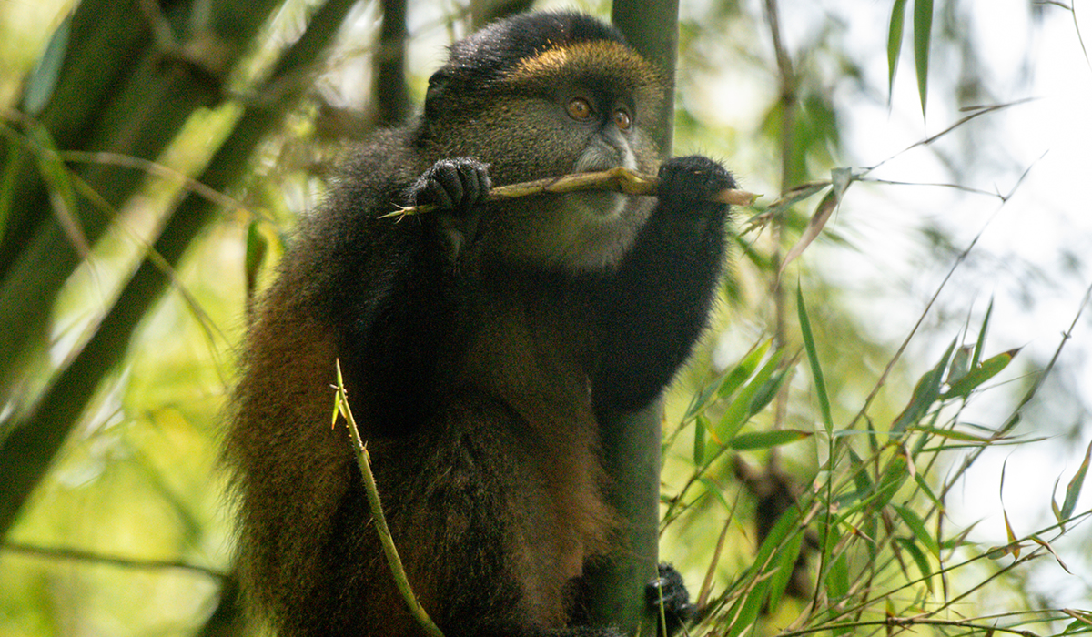 Golden Monkey Tracking in Uganda and Rwanda