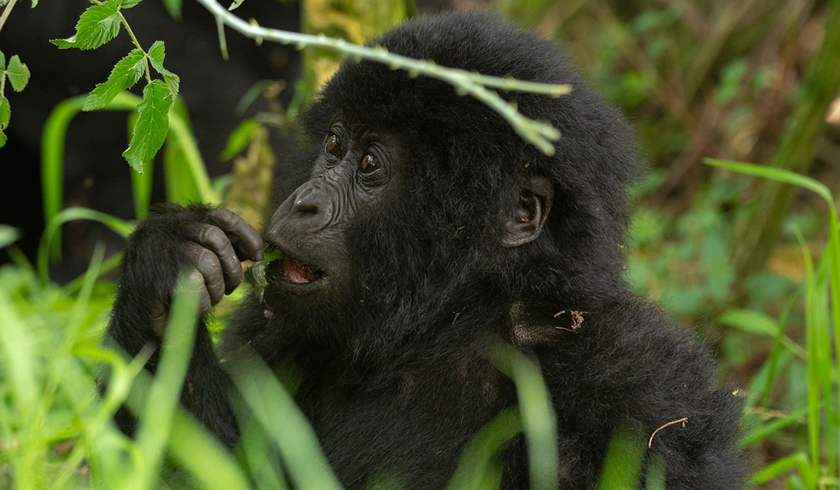 6 Days Uganda Gorilla Tracking and Wildlife Experience