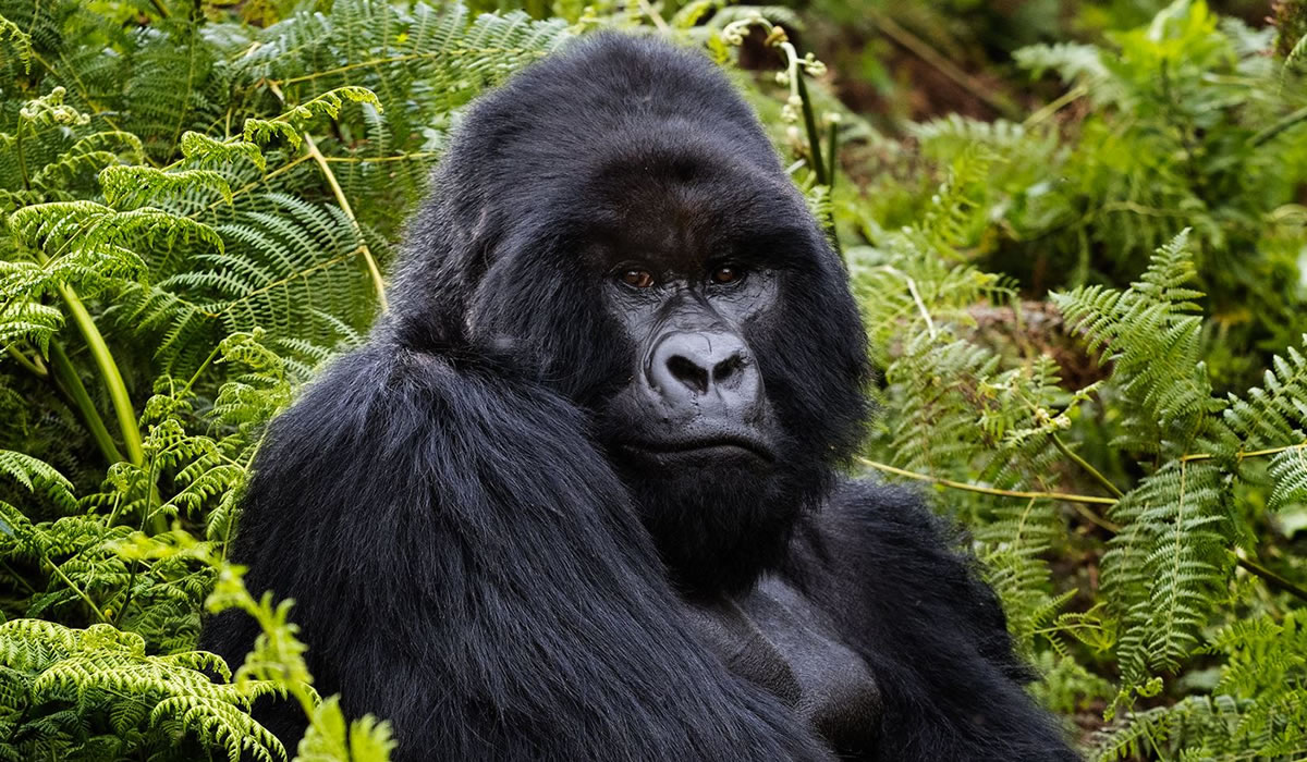 4 Days Gorilla Trekking Tour in Rwanda