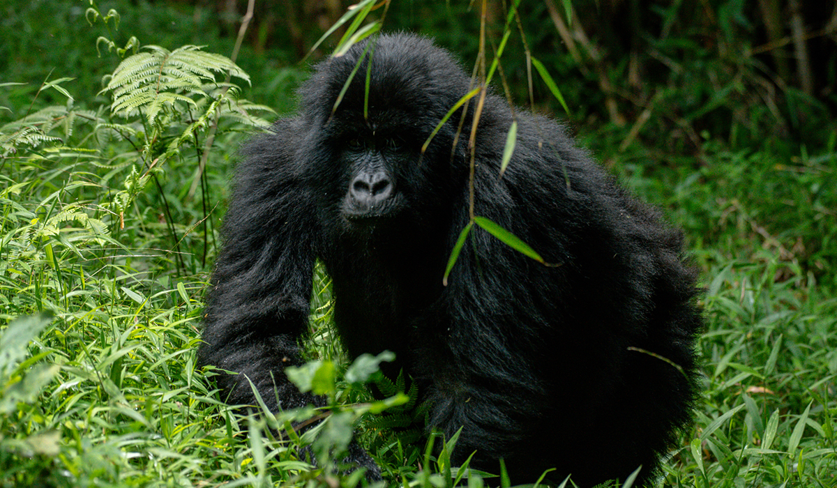 Tour Activities in Bwindi Impenetrable National Park