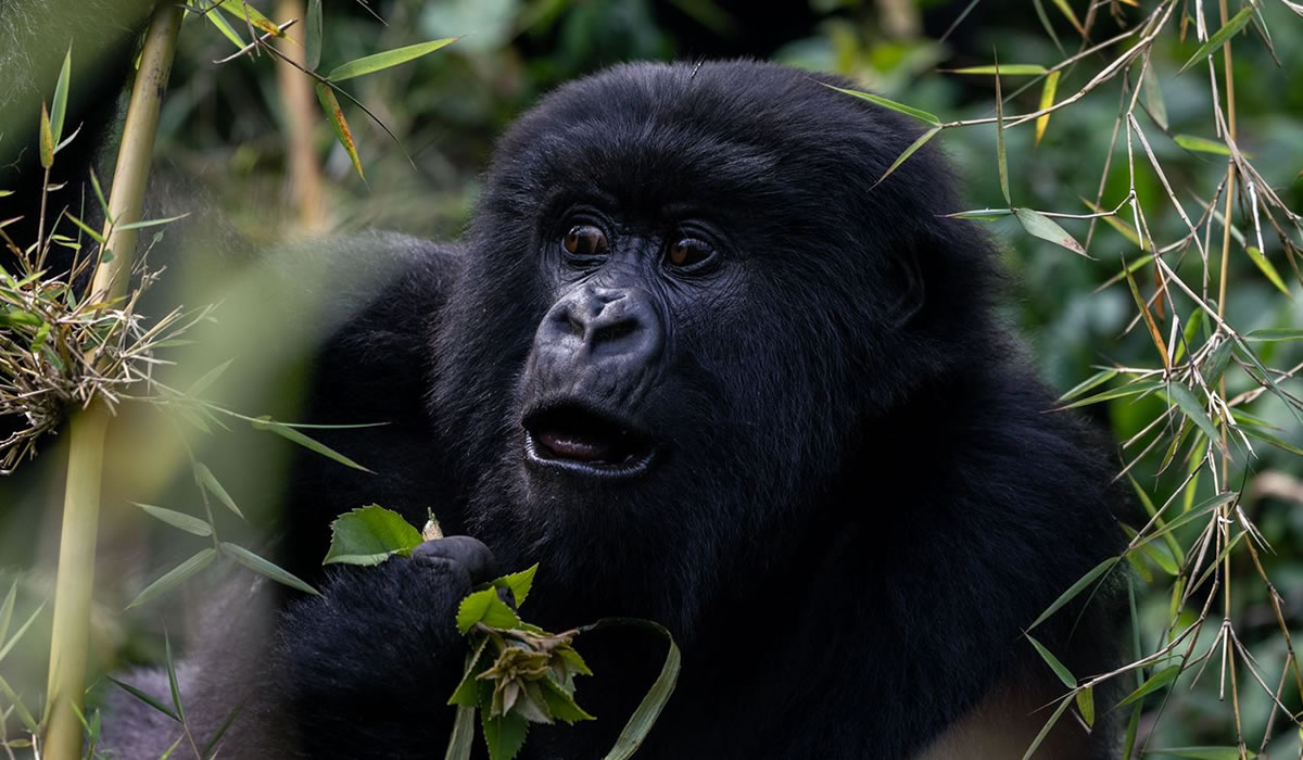 5 Days Double Gorilla Trekking Safari in Rwanda