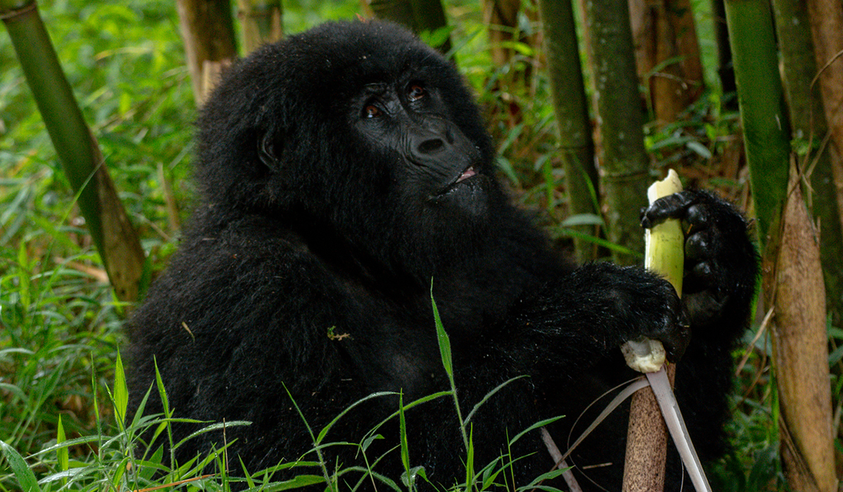 Gorilla Trekking in Rwanda