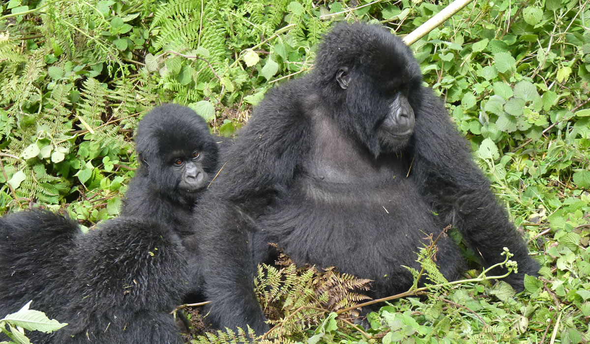 11 Days Uganda & Rwanda Combined Honeymoon Tour