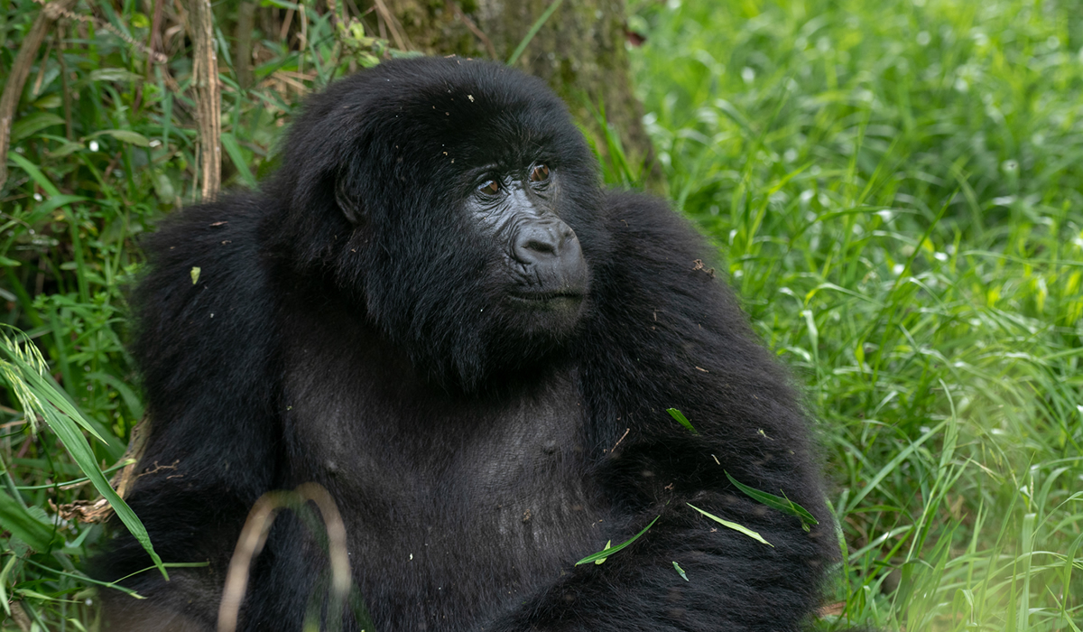 Gorilla Habituation Experience in Uganda