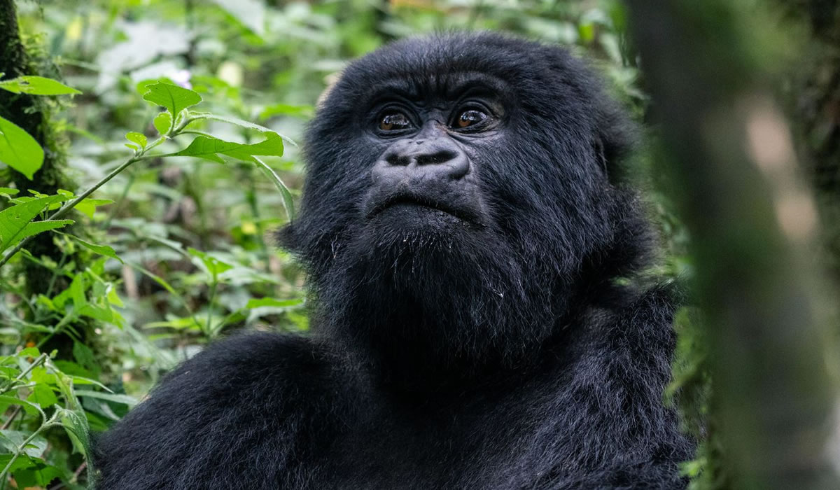 2 Days Rwanda Gorilla Trekking Safari