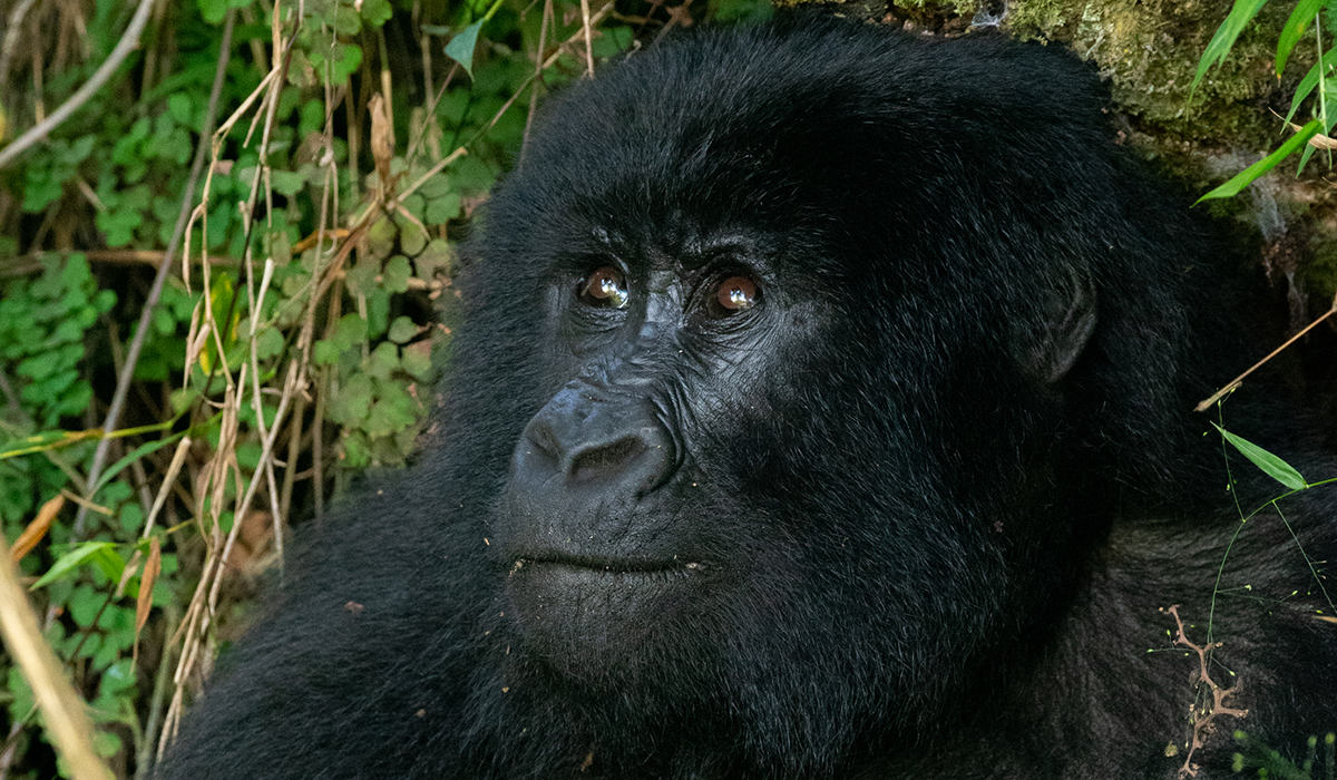 Tour Activities in Mgahinga Gorilla National Park