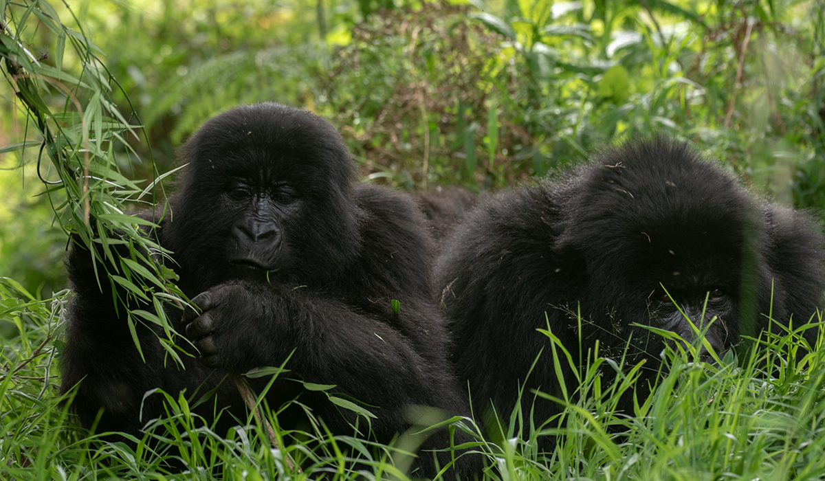 Gorilla Trekking in Uganda
