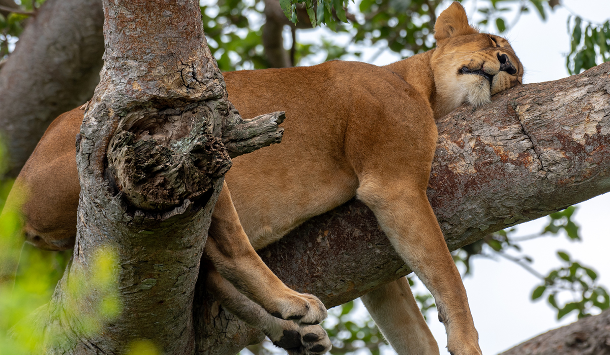 3 Days Queen Elizabeth National Park Safari
