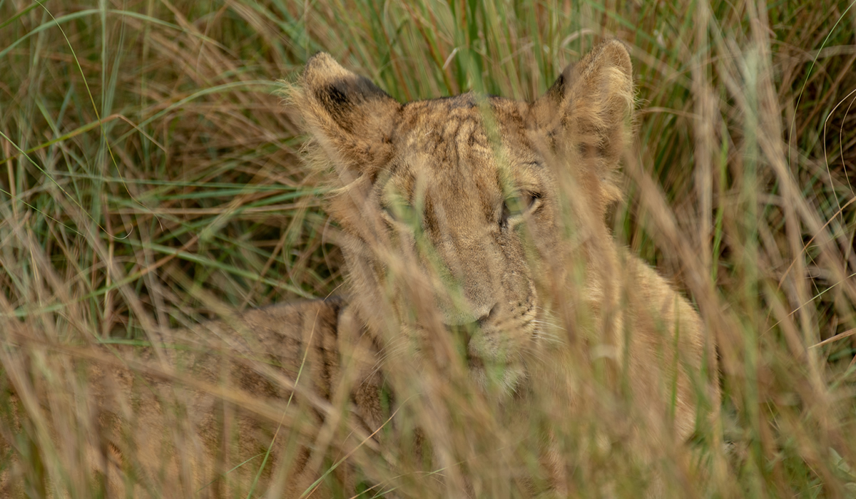 4 Days Queen Elizabeth National Park and Gorilla Tracking Safari