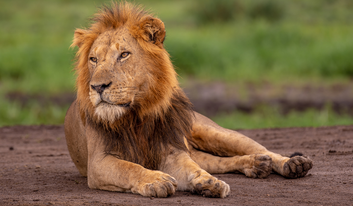 Tour Activities in Queen Elizabeth National Park