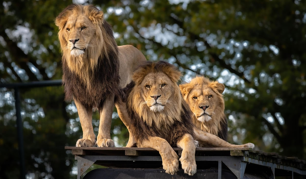 5 Days Northern Tanzania Honeymoon Safari