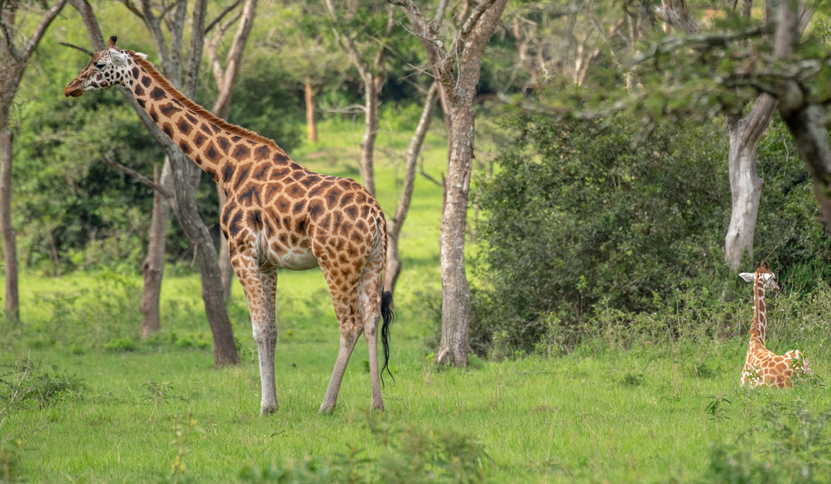 Tour Activities in Lake Mburo National Park