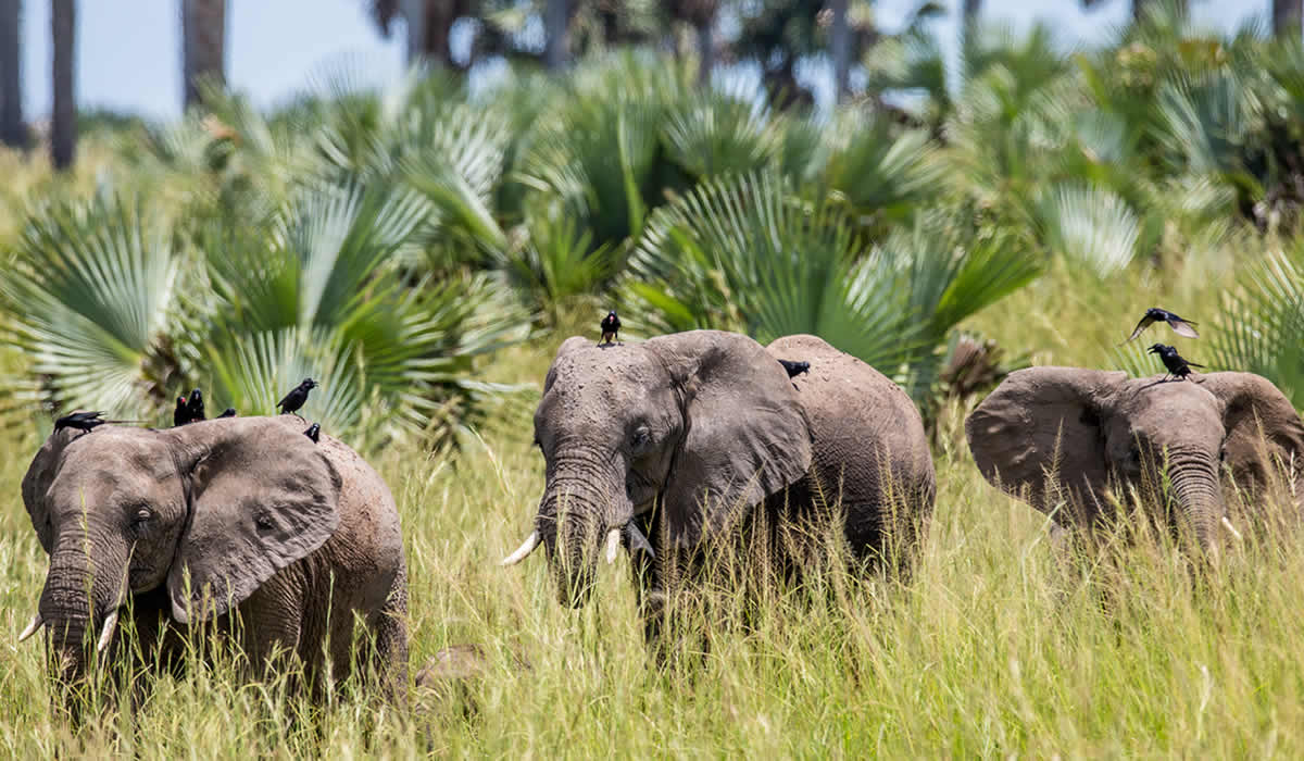 2 Days Murchison Falls National Park Tour