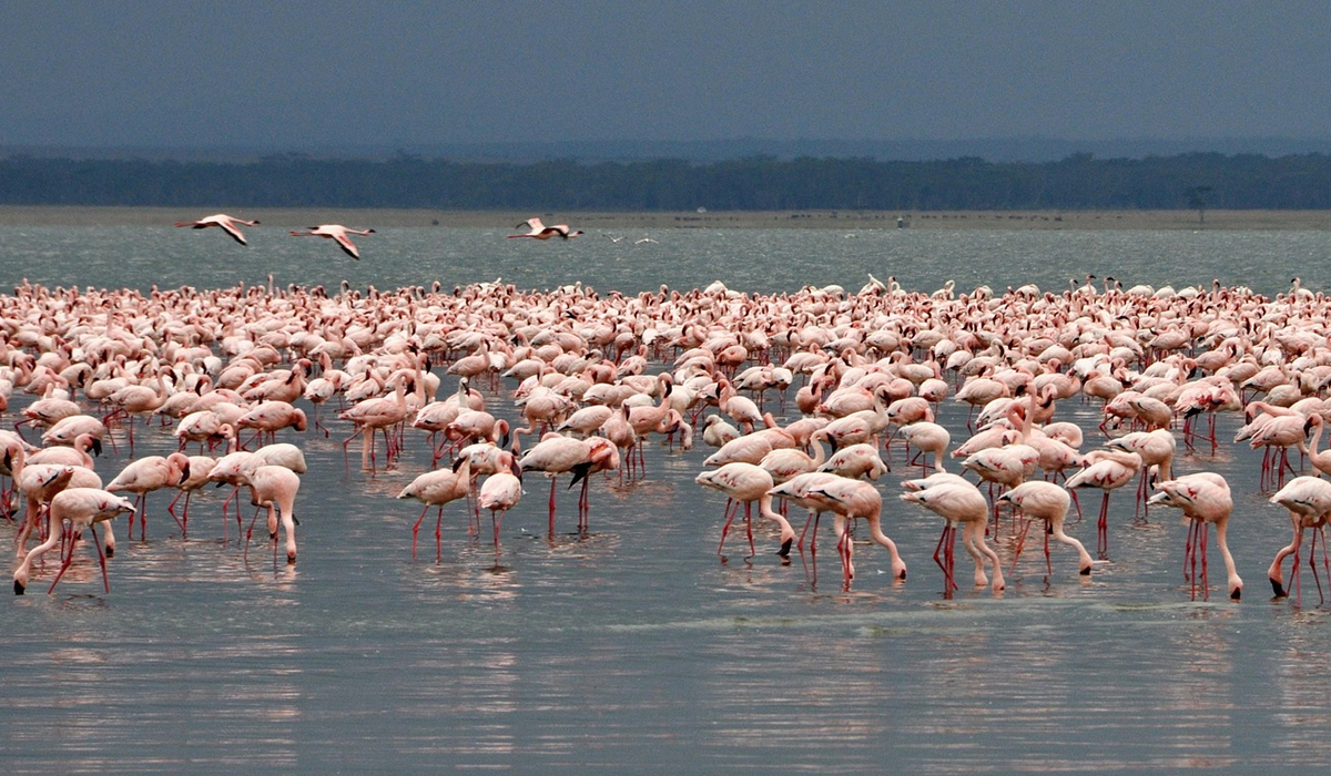 10 Days Bird Watching Trip in Kenya