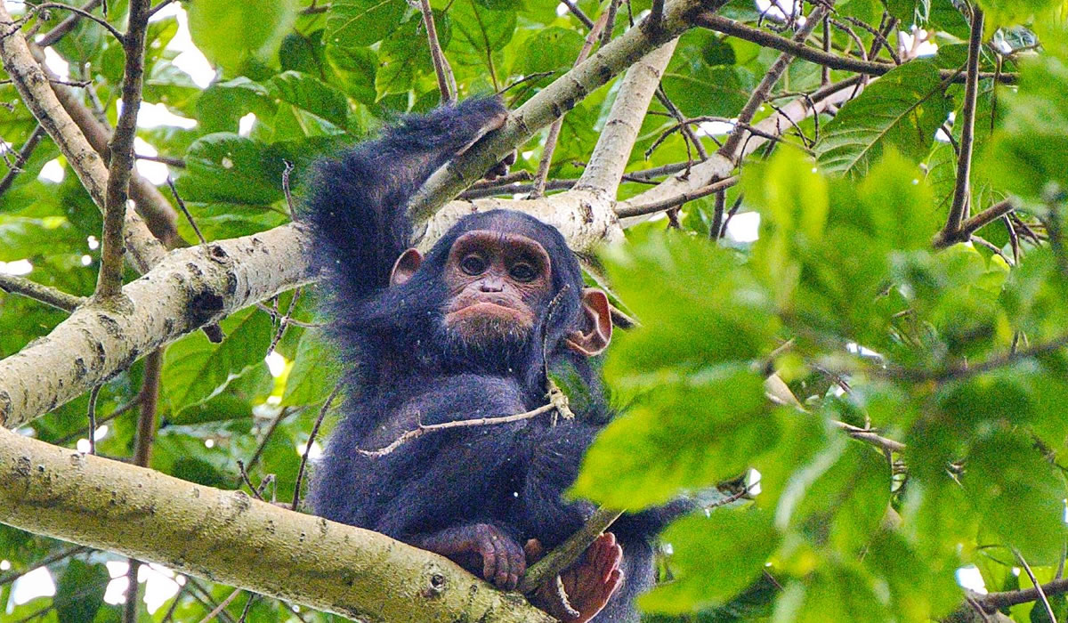 6 Days Rwanda Gorilla and Chimpanzee Trekking Safari
