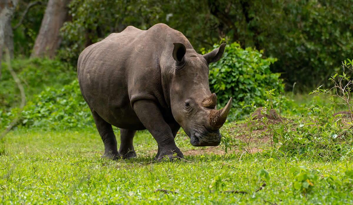 1 Day Ziwa Rhino Trekking Safari
