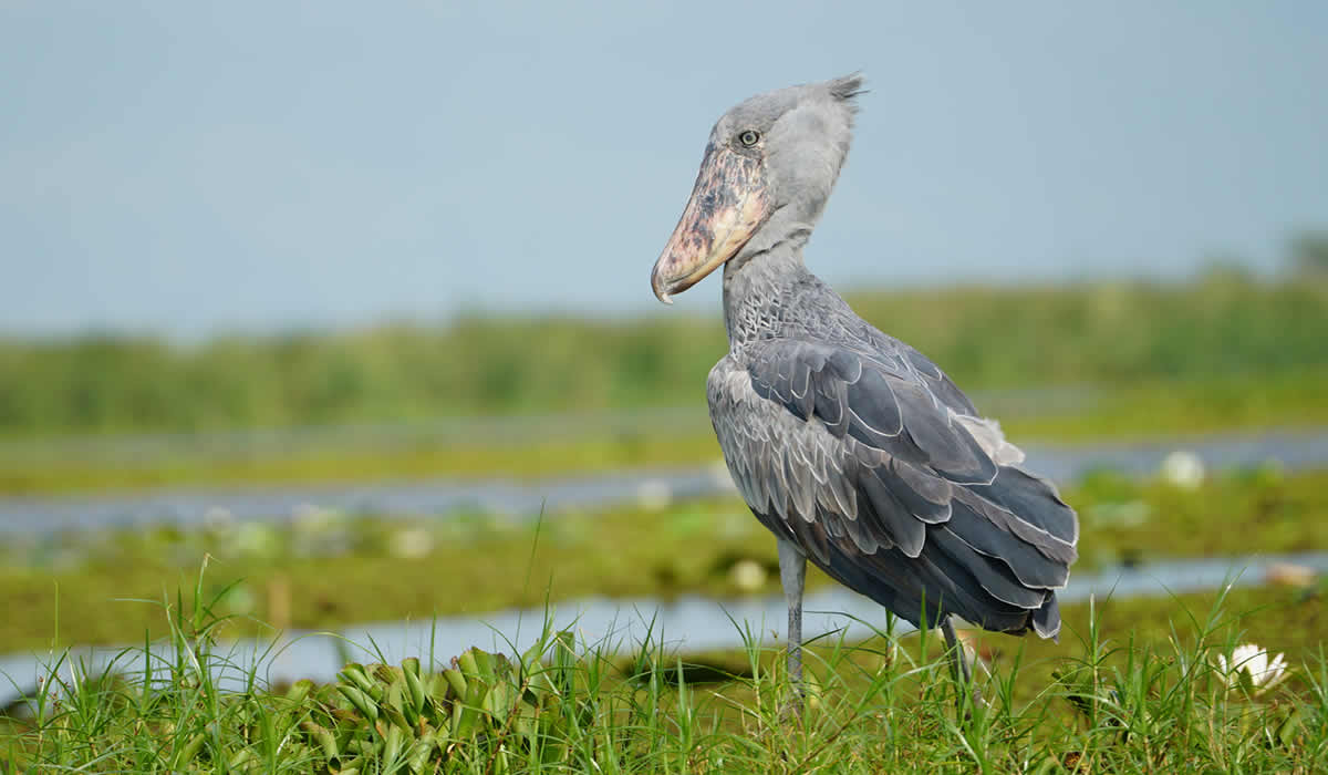 1 Day Shoebill Viewing at Mabamba Wetland