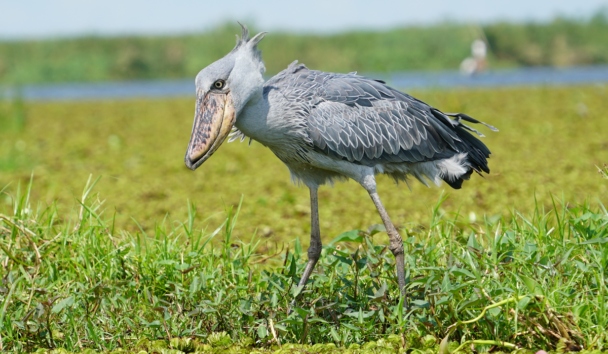 12 Days Bird Watching Safari in Uganda, Bird Watching Tours